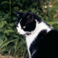 Picture of black and white cat 