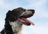 Picture of black and white dog, portrait