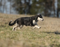 Picture of black and white dog running in countryside