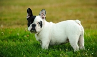 Picture of black and white French Bulldog on grass