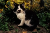 Picture of black and white kitten in forest