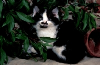 Picture of black and white kitten