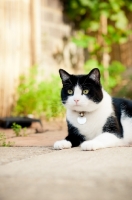 Picture of black and white non pedigree cat lying in garden