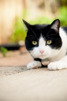 Picture of black and white non pedigree cat lying down