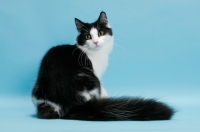 Picture of black and white Norwegian Forest cat, back view