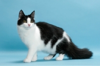 Picture of black and white Norwegian Forest cat, standing