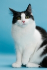 Picture of black and white Norwegian Forest cat