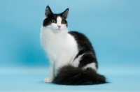 Picture of black and white Norwegian Forest cat, sitting on blue background