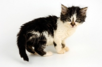 Picture of black and whiten Household kitten looking at camera