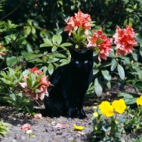 Picture of black cat amongst azaelias