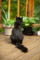 Picture of black cat, back view