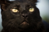 Picture of black cat, close up