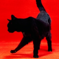 Picture of black cat in studio