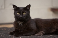 Picture of black cat looking at camera