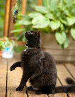 Picture of black cat looking at feather