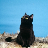 Picture of black cat looking up