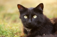 Picture of black cat lying on grass