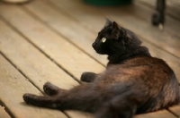 Picture of black cat on patio