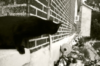 Picture of black cat peering around house