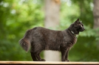 Picture of black cat side view