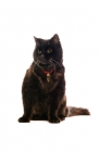 Picture of black cat wearing collar with bell