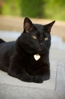 Picture of black cat wearing heart shape name tag