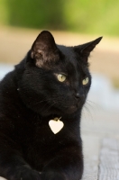 Picture of black cat wearing name tag