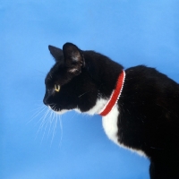 Picture of black cat with white chin, neck and chest wearing a collar