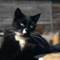 Picture of black cat with white markings