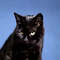 Picture of black cat 