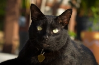 Picture of black cat