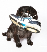 Picture of black Cocker Spaniel with shoe