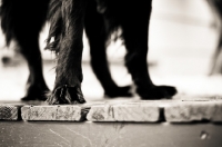 Picture of Black dog legs on deck