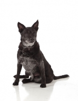 Picture of black dog sitting on white background