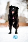 Picture of Black dog waiting for ball to be thrown