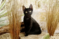 Picture of black kitten near dry grass