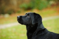 Picture of black lab, in profile