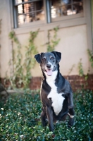 Picture of black Lab mix