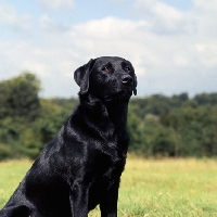 Picture of black labrador forequarters, from candlemas, sitting