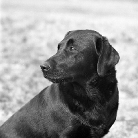 Picture of black labrador head study in black and white