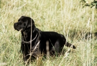 Picture of black labrador in long grass