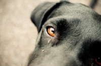 Picture of black Labrador Retriever, eye close up