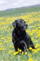 Picture of black Labrador Retriever in flowery field