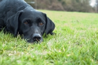 Picture of black Labrador Retriever lying on grass