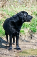 Picture of black Labrador Retriever on path