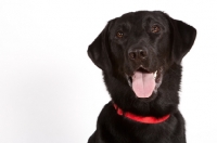 Picture of black Labrador Retriever on white background