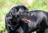 Picture of black Labrador Retriever portrait