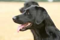 Picture of black Labrador Retriever portrait, profile