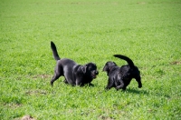 Picture of black Labrador Retrievers playing