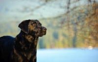 Picture of black Labrador Retriever